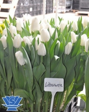 tulip-litouwen