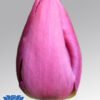 tulip-purple-prince